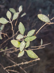 Lonicera subspicata