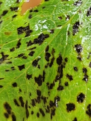 Microsphaeropsis hellebori