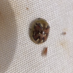 Paropsisterna obliterata