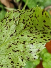 Microsphaeropsis hellebori