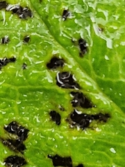 Microsphaeropsis hellebori