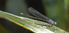 Argia oculata