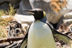 Aptenodytes patagonicus
