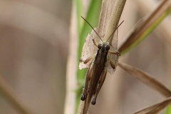 Paroxya atlantica