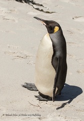 Aptenodytes patagonicus