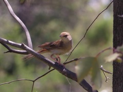 Cincloramphus mathewsi