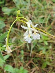 Epidendrum revertianum