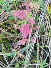 Hypericum virginicum