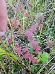 Hypericum virginicum