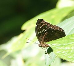 Limenitidinae