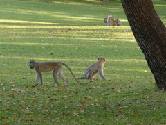 Chlorocebus pygerythrus