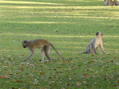 Chlorocebus pygerythrus