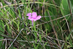 Ipomoea sagittata
