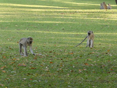 Chlorocebus pygerythrus