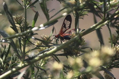 Cosmosoma cingulatum