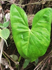 Xanthosoma