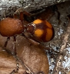 Dasymutilla quadriguttata