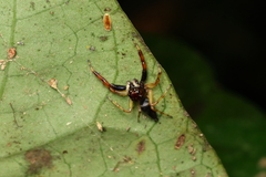 Arnoliseus