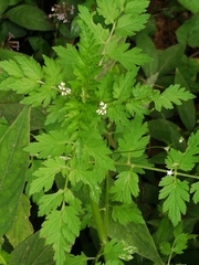 Chaerophyllum