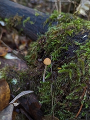 Galerina semilanceata