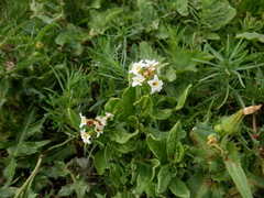 Tournefortia sibirica