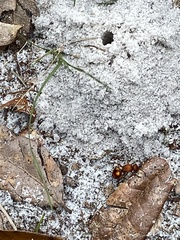 Dasymutilla quadriguttata