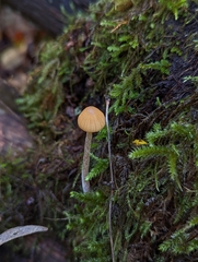 Galerina semilanceata