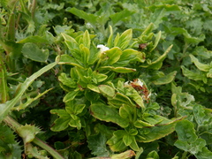 Tournefortia sibirica