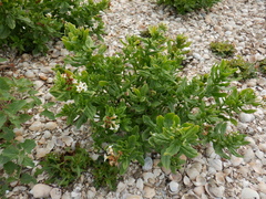 Tournefortia sibirica