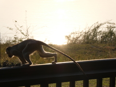 Chlorocebus pygerythrus