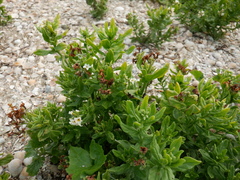 Tournefortia sibirica