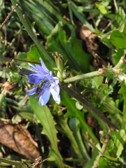 Platycheirus trichopus