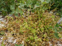 Holosteum umbellatum