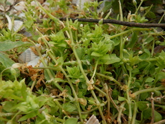 Holosteum umbellatum