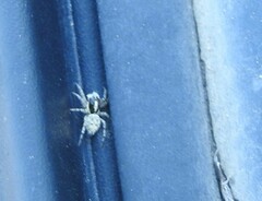 Menemerus semilimbatus