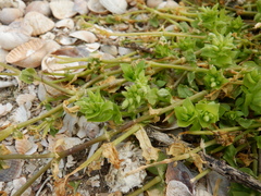 Holosteum umbellatum
