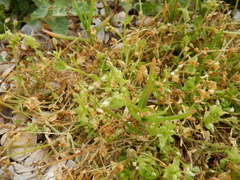 Holosteum umbellatum