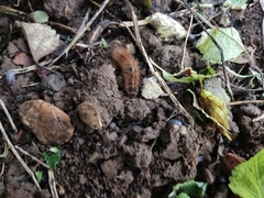Phragmatobia fuliginosa