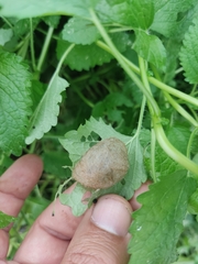 Phragmatobia fuliginosa