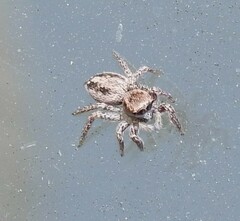 Habronattus pyrrithrix