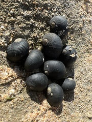 Nerita picea