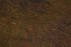 Xiphophorus hellerii