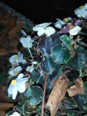 Erysiphe begoniicola