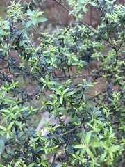 Coprosma microcarpa