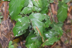 Petiveria alliacea