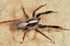 Schizocosa crassipes