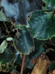 Erysiphe begoniicola