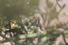 Cosmosoma cingulatum