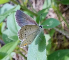 Cupido comyntas texana
