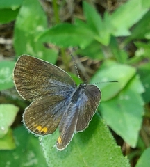 Cupido comyntas texana